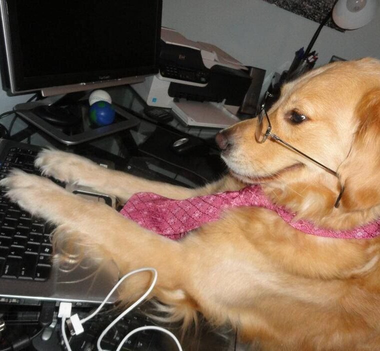 A funny office dog picture