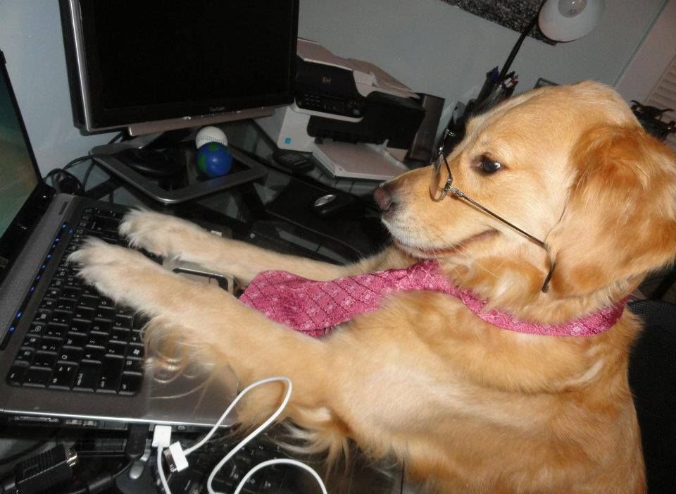 A funny office dog picture
